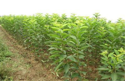 櫻桃種苗批發-山西櫻桃苗-陜西櫻桃苗