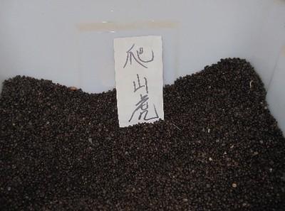 【供應寧夏爬山虎種子價格】價格,廠家,其他種子、種苗-搜了網