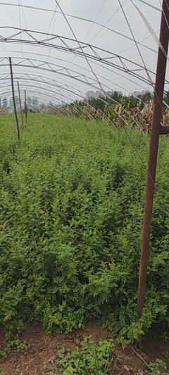 [黃刺梅種苗批發(fā)]陜西咸陽(yáng)楊陵區(qū)黃刺梅種苗 1.00元/棵黃刺梅 _ 一畝田