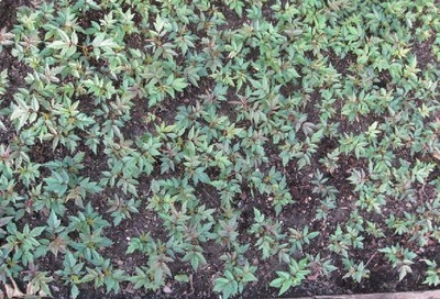 陜西苗木基地-陜西香椿樹苗供應(yīng)|出售香椿樹苗|香椿樹苗價(jià)格 -陜西厚樸苗價(jià)格|陜西櫻桃苗價(jià)格|陜西獼猴桃苗 產(chǎn)品展示(陜西苗木基地、陜西種苗供應(yīng)商、陜西苗木批發(fā))-金泉網(wǎng)