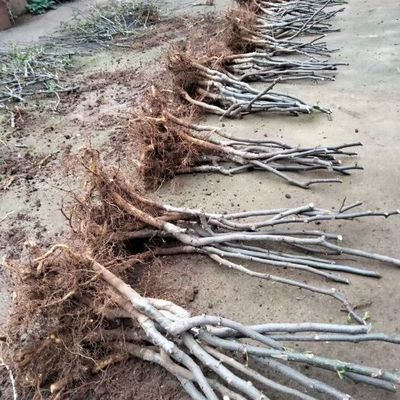 陜西蔬菜種苗陜西蔬菜種苗供應(yīng)_陜西蔬菜種苗價(jià)格