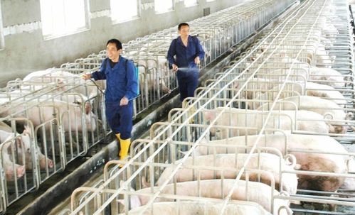 2021年的養(yǎng)殖風(fēng)險(xiǎn)很大,能學(xué)會(huì)這幾個(gè)規(guī)避方法,才是重點(diǎn)工作