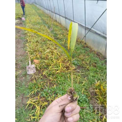 【陜西省延安市延川縣白芨三年苗批發(fā)】- 