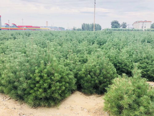 白皮松小苗成活率怎么樣 苗木白皮松價格 鵬程白皮松