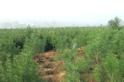 2019年白皮松價(jià)格行情及白皮松小苗種植管理技術(shù)