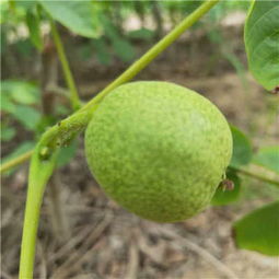 薄殼核桃苗批發(fā)價(jià)格 延川核桃樹苗