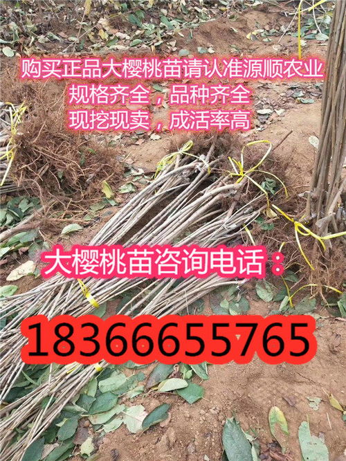 陜西桑緹娜大櫻桃樹苗價(jià)格及品種介紹