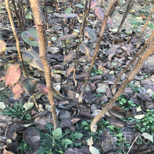 【梨樹苗合作社、地徑0.8厘米秋月梨樹苗】- 