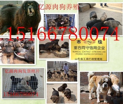 陜西榆林附近地區那有賣肉狗的嗎榆林哪里能買到肉狗狗崽種苗產品的資料 - 山東機電網