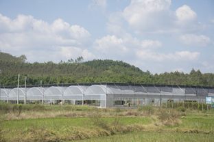 龍門縣絲苗米產業園 唱響 動起來 沉下去 走出去 園區發展三部曲 守好最具情懷的米業大計