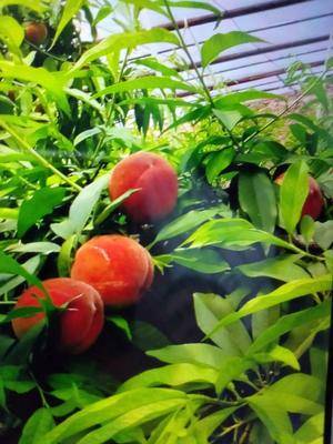 陜西種苗器批發(fā)采購_陜西種苗器供應_陜西種苗器價格_陜西種苗器批發(fā)網(wǎng)[第0頁]