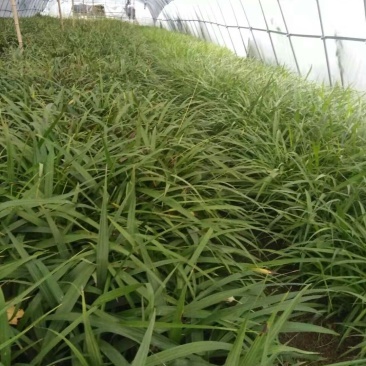 [白芨種苗批發(fā)]陜西商洛山陽縣白芨種苗 0.40元/棵優(yōu)質(zhì)白芨苗 _ 一畝田