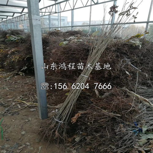 【山東淺刺板栗苗報(bào)價(jià)】- 