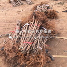  廈門市翔安區(qū)騰展馬賽克廠 主營 石材馬賽克 馬賽克拼