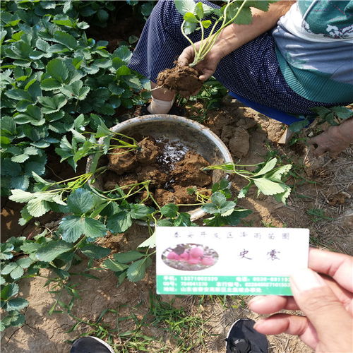 【202草莓苗哪里出售、銷售便宜202草莓苗價(jià)格】- 