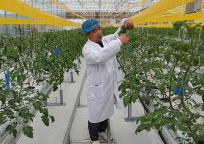 紅的黃的綠的粉的 多彩蔬果撲面來