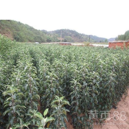 【熱點(diǎn)資訊陜西3公分煙富10號(hào)蘋果苗怎么管理】- 