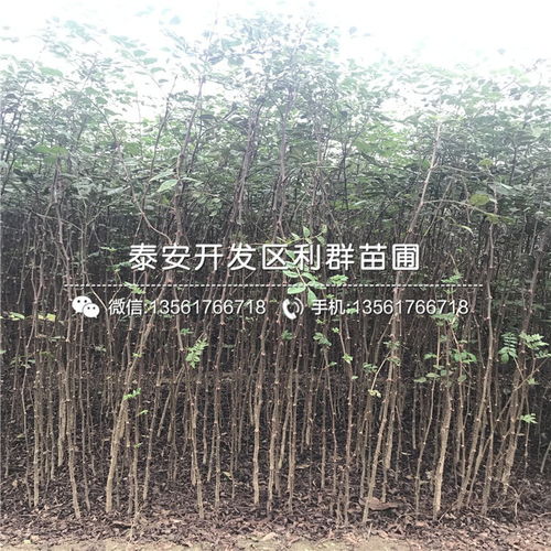 花椒樹苗 花椒樹苗價(jià)格 花椒樹苗批發(fā)