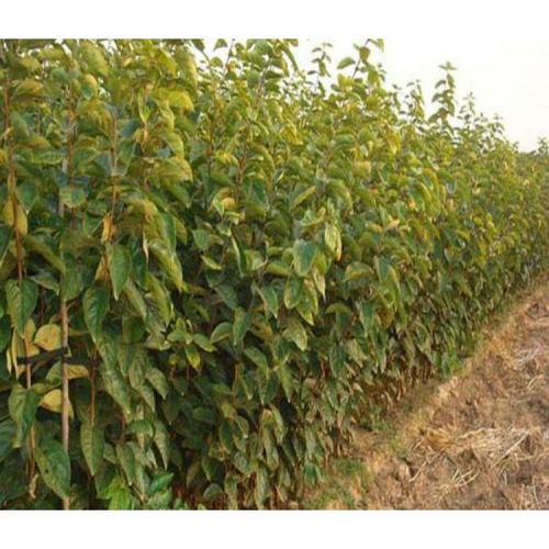 【陜西柿子苗種植基地柿子苗木】-