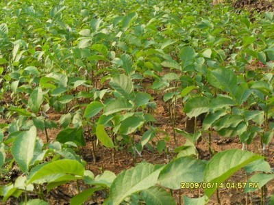 核桃苗-向陽種業種苗-向陽種業種苗 產品展示(陜西種子、陜西苗木、陜西綠化)-金泉網