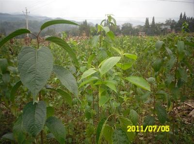 陜西厚樸苗價格-杜仲苗、供應陜西杜仲苗、陜西杜仲苗基地 -陜西獼猴桃苗|獼猴桃苗批發|獼猴桃苗 產品展示(陜西苗木基地_陜西種苗供應商_陜西苗木批發)-金泉網