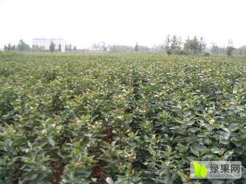 2020桃樹苗價(jià)格行情走勢 中國桃樹苗網(wǎng)