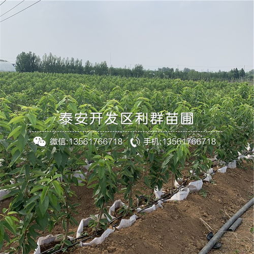 【吉塞拉12號砧木苗、吉塞拉12號砧木苗價(jià)錢】- 