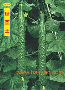 黃瓜種苗 價(jià)格 廠家 地址山東省壽光市綠興種苗發(fā)展中心,黃瓜種苗 價(jià)格 廠家 地址山東省壽光市綠興種苗發(fā)展中心生產(chǎn)廠家,黃瓜種苗 價(jià)格 廠家 地址山東省壽光市綠興種苗發(fā)展中心價(jià)格