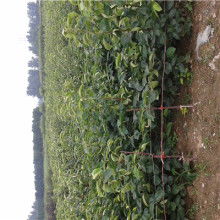 【陜西穌梨袋機(jī)】-