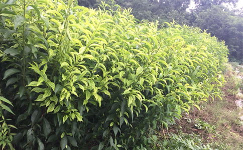 陜西種苗 貴州遵義李子苗供應(yīng)，離核李子樹苗種植幾年能掛果