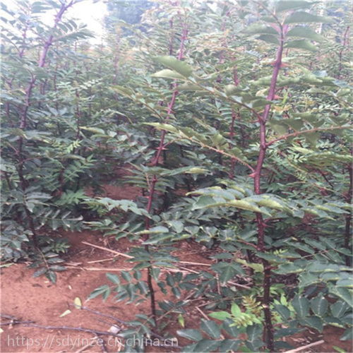 正宗陜西韓城大紅袍花椒樹苗及獅子頭、青花椒苗產(chǎn)地價(jià)格與種植指南