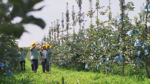 陜西照金咸恒農(nóng)業(yè)科技 讓青砧結(jié)出“中國(guó)果”，做強(qiáng)陜西種苗