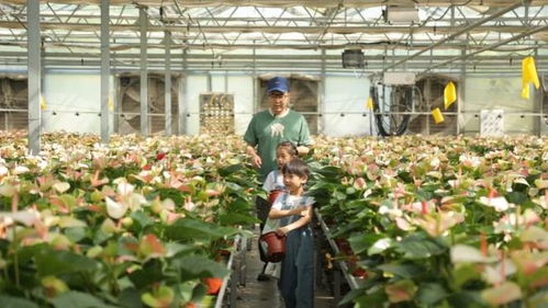 守護(hù)綠水青山，探秘陜西苗木繁育的綠色奇跡