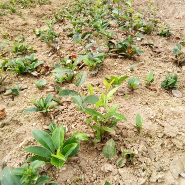 陜西商洛柞水縣蒼術(shù)種苗產(chǎn)業(yè)分析 高性?xún)r(jià)比與道地產(chǎn)區(qū)的雙重優(yōu)勢(shì)