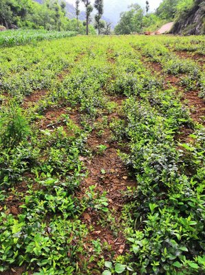 陜西商洛鎮安縣 秦嶺蒼術種苗，半野生種植的優選選擇